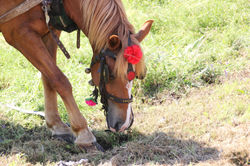 Chevaux décorés