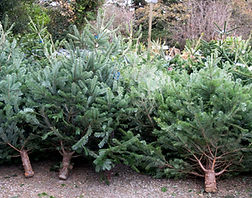 nordman christmas tree