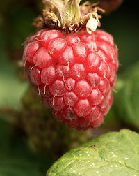 Loganberry, soft fruit, Cornwall, Falmouth