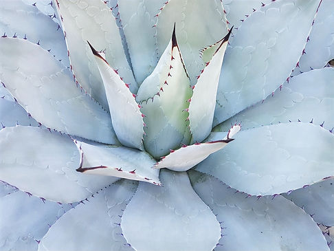 cactus-1750940_1280_edited.jpg