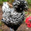 Miniature : Poule Padoue