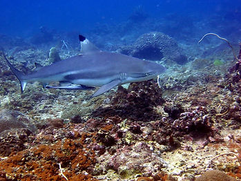 sharks.jpg