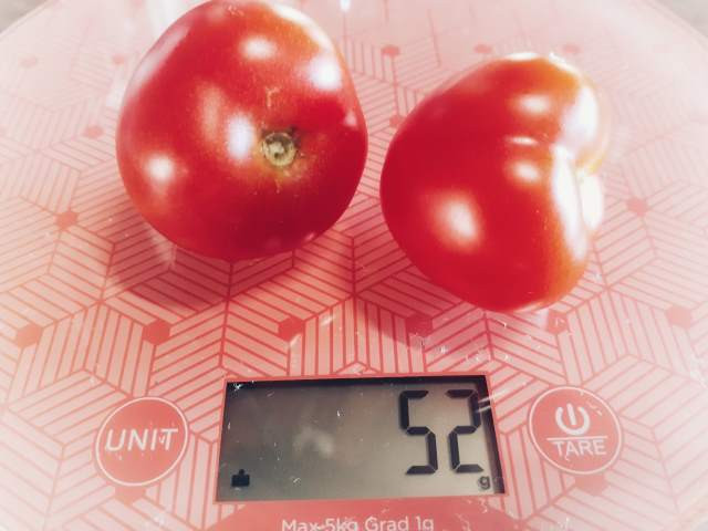 Two ripe tomatoes being weighed on a kitchen scale