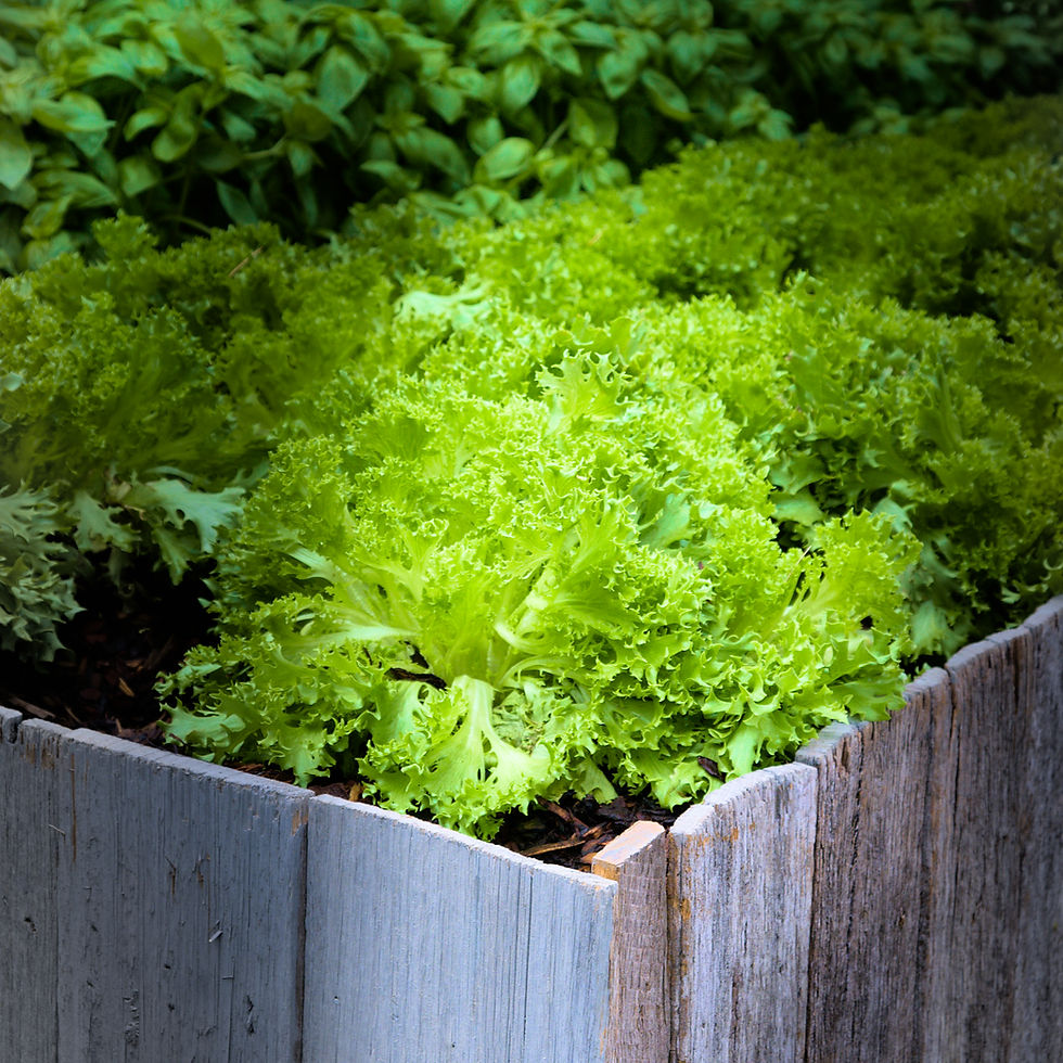 Lettuces in raised bed