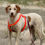 Miniaturbild: Hundegeschirr "Delia"