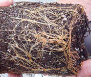 These roots have nowhere to go, so they wrap around the plant, crowding soil and water.