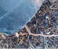 Even potted plants can develop woody roots, as seen here, growing into the ground.