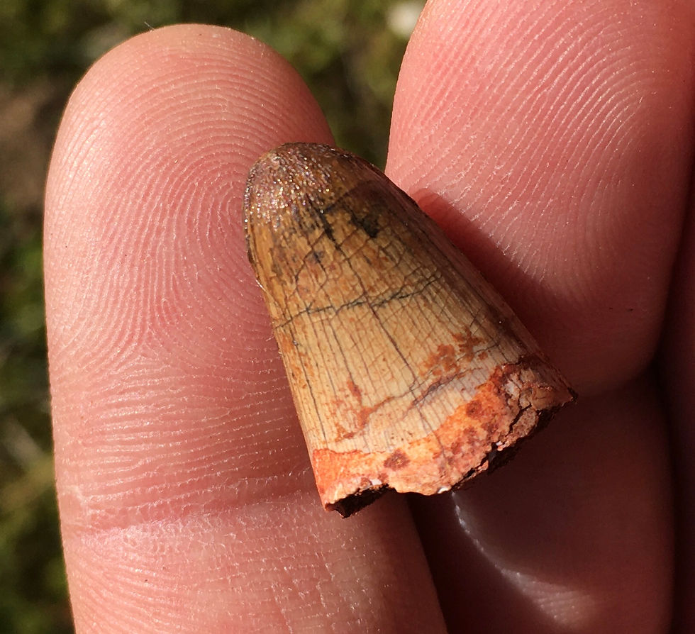 Dinosaur fossil tooth Eosuchus sp. (Coccodrillo) on sale trilobiti.com