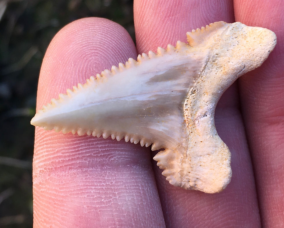 Thumbnail: Palaeocarcharodon orientalis FOSSIL Shark tooth