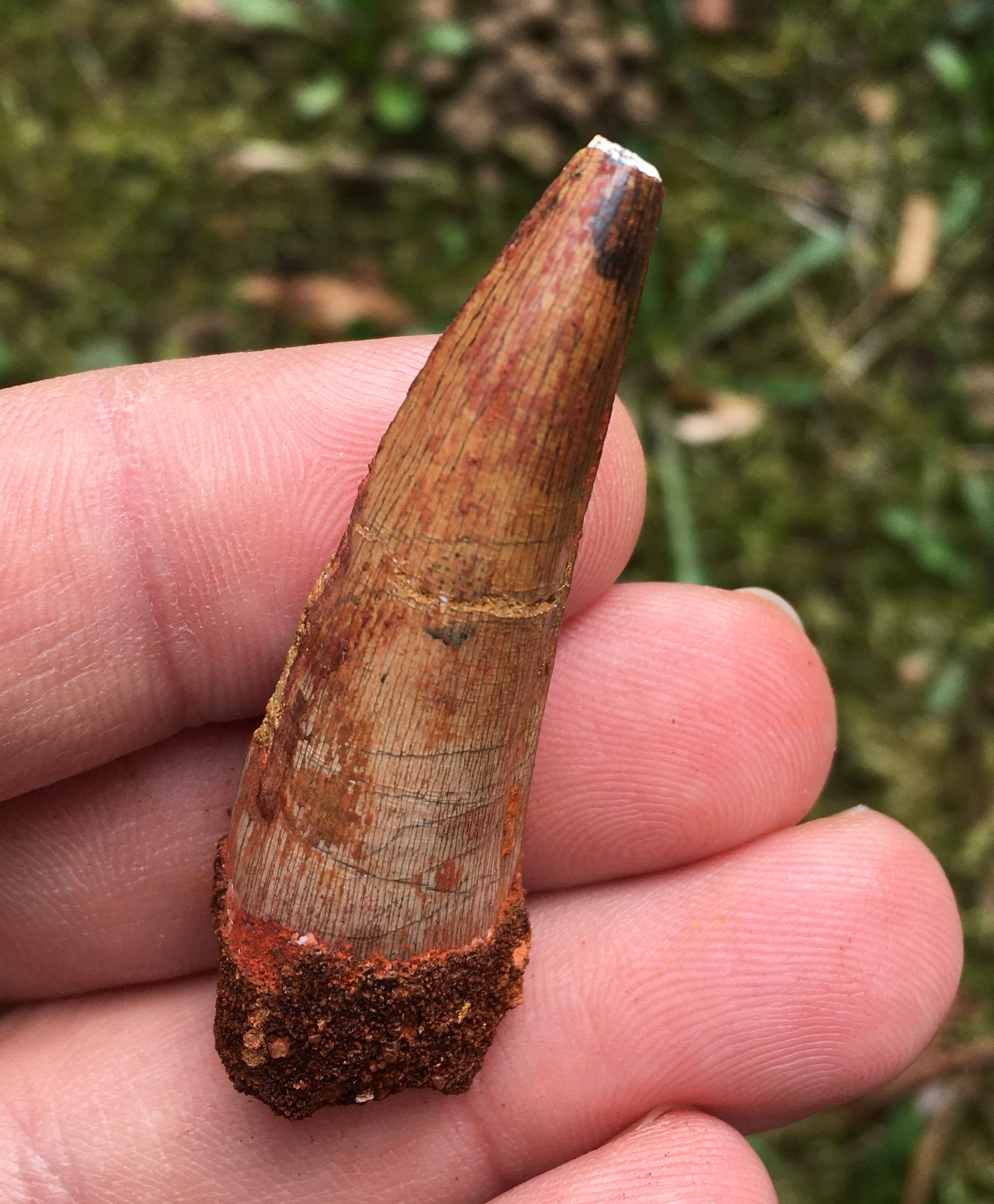 Spinonsaurus tooth on sale trilobiti.com