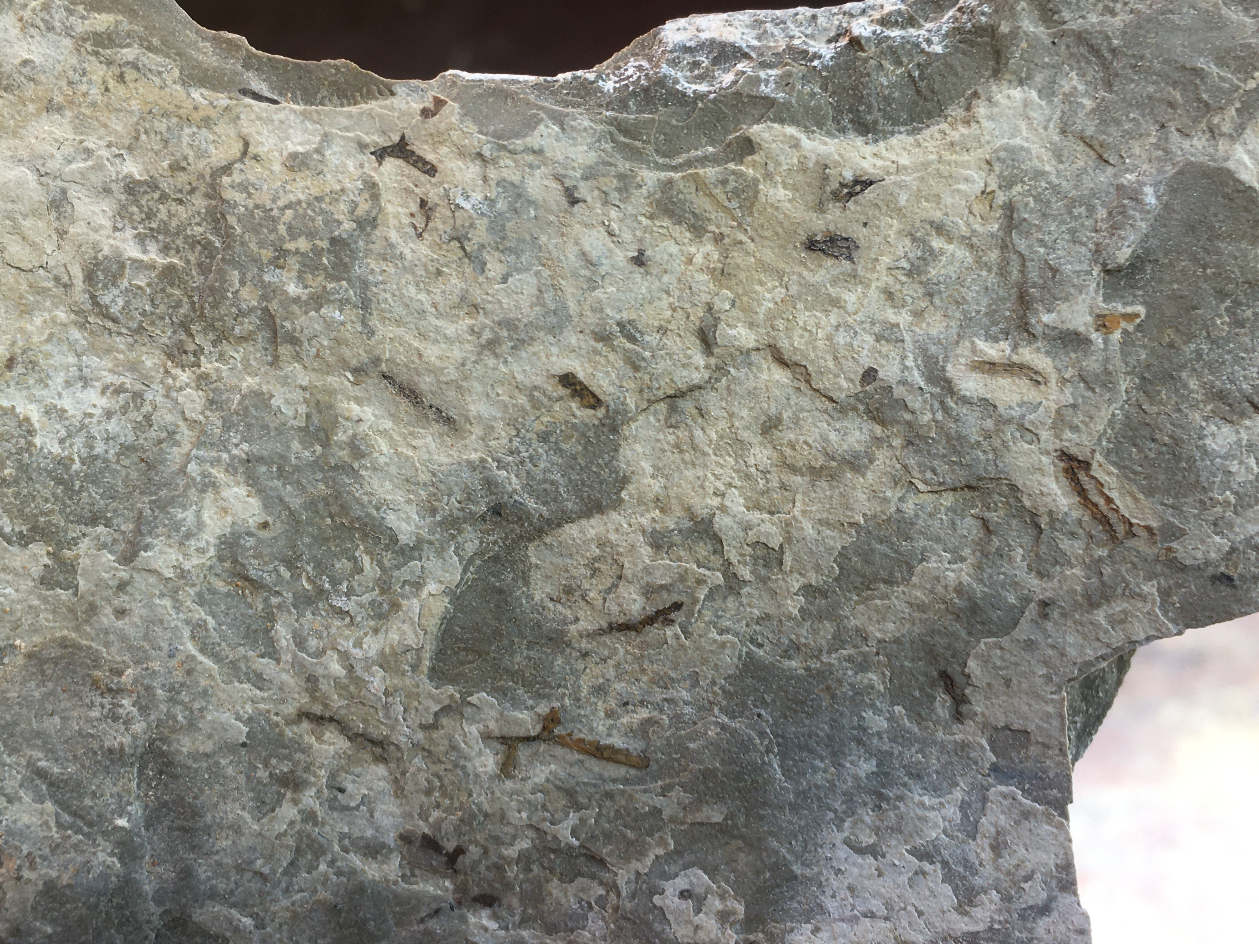 Ordovician Graptolite plate from Fillmore Formation, Utah