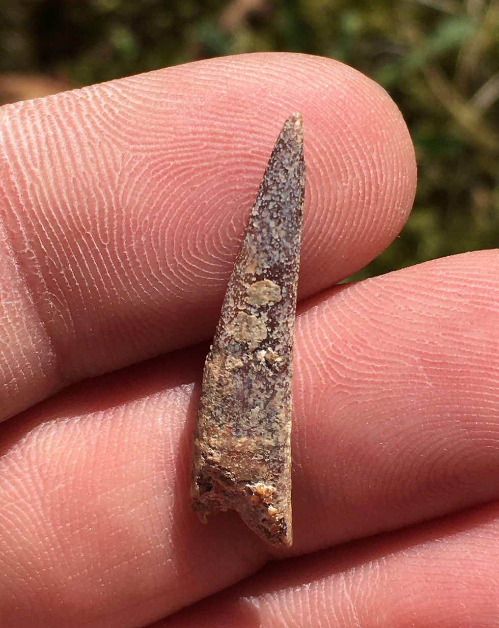 Thumbnail: Natural Fossil dinosaur Ornithocheiridae (Pterosaur) tooth