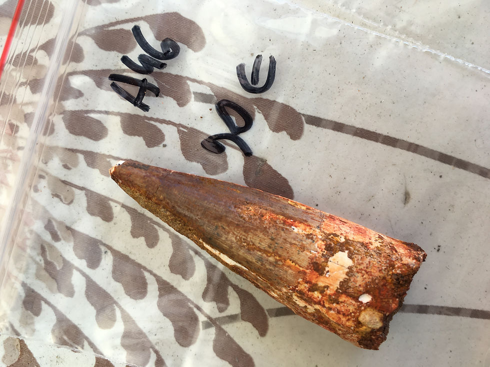 Thumbnail: Spinonsaurus tooth on sale trilobiti.com