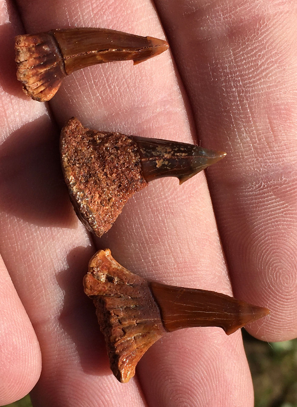 Fossil Sawfish (Onchopristis) Rostral Barb - Morocco
