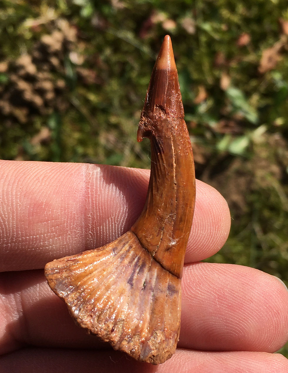 Thumbnail: 5.7cm Fossil Sawfish (Onchopristis) Rostral Barb - Morocco