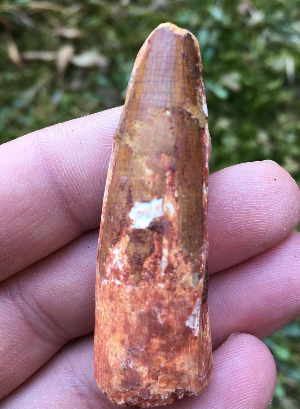 Thumbnail: Spinosaurus tooth - dinosaur tooth for sale trilobiti.com