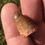 Miniatura: Dinosaur fossil tooth Eosuchus sp. (Coccodrillo) on sale trilobiti.com
