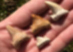 Miniatura: Otodus obliquus