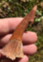 Miniatura: Fossil Sawfish (Onchopristis) Rostral Barb - Morocco on sale trilobiti.com