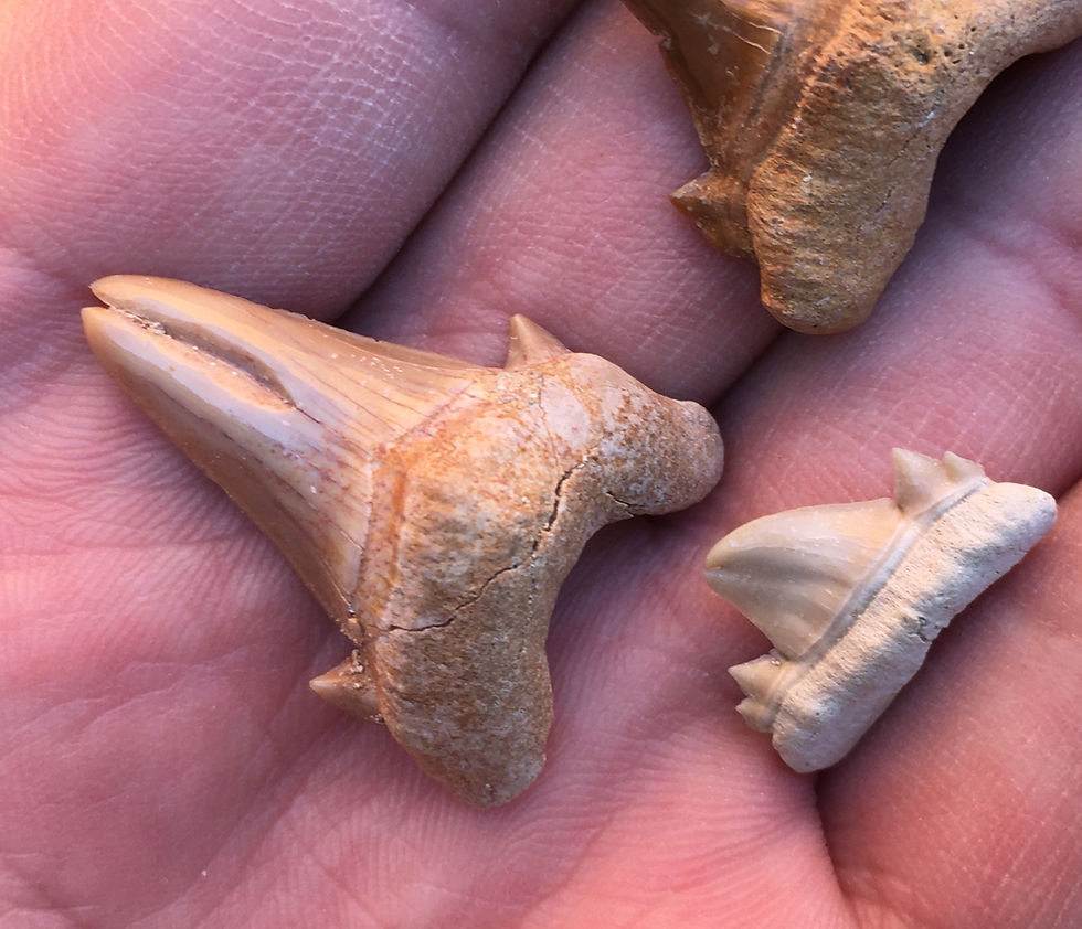 Thumbnail: Otodus obliquus