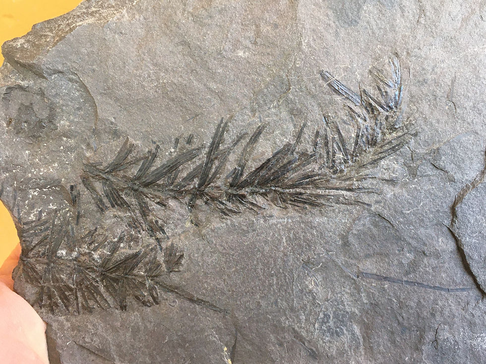 Miniatura: Carboniferous Asterophyllites equisetiformis Fern Plate from France