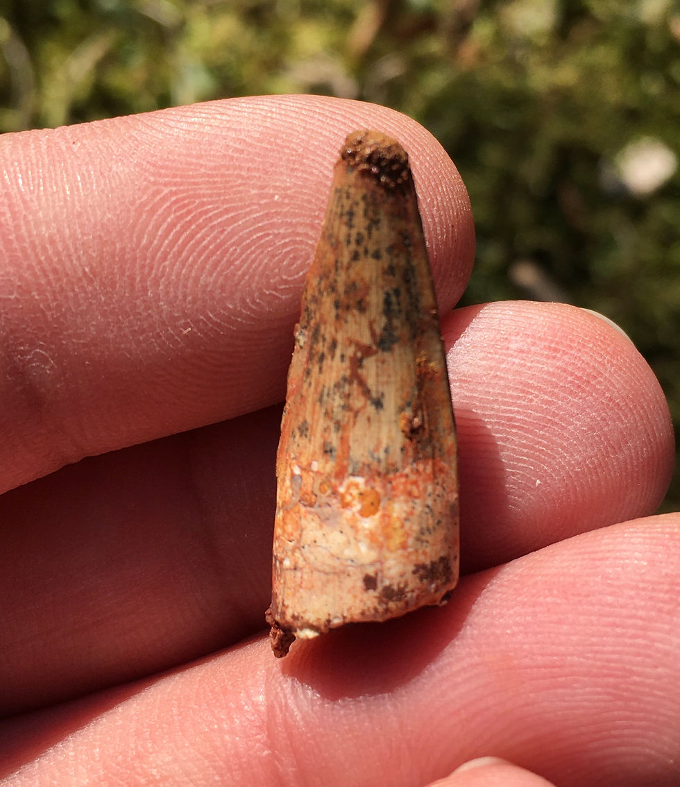 Miniatura: Spinosaurus tooth - dinosaur tooth for sale trilobiti.com