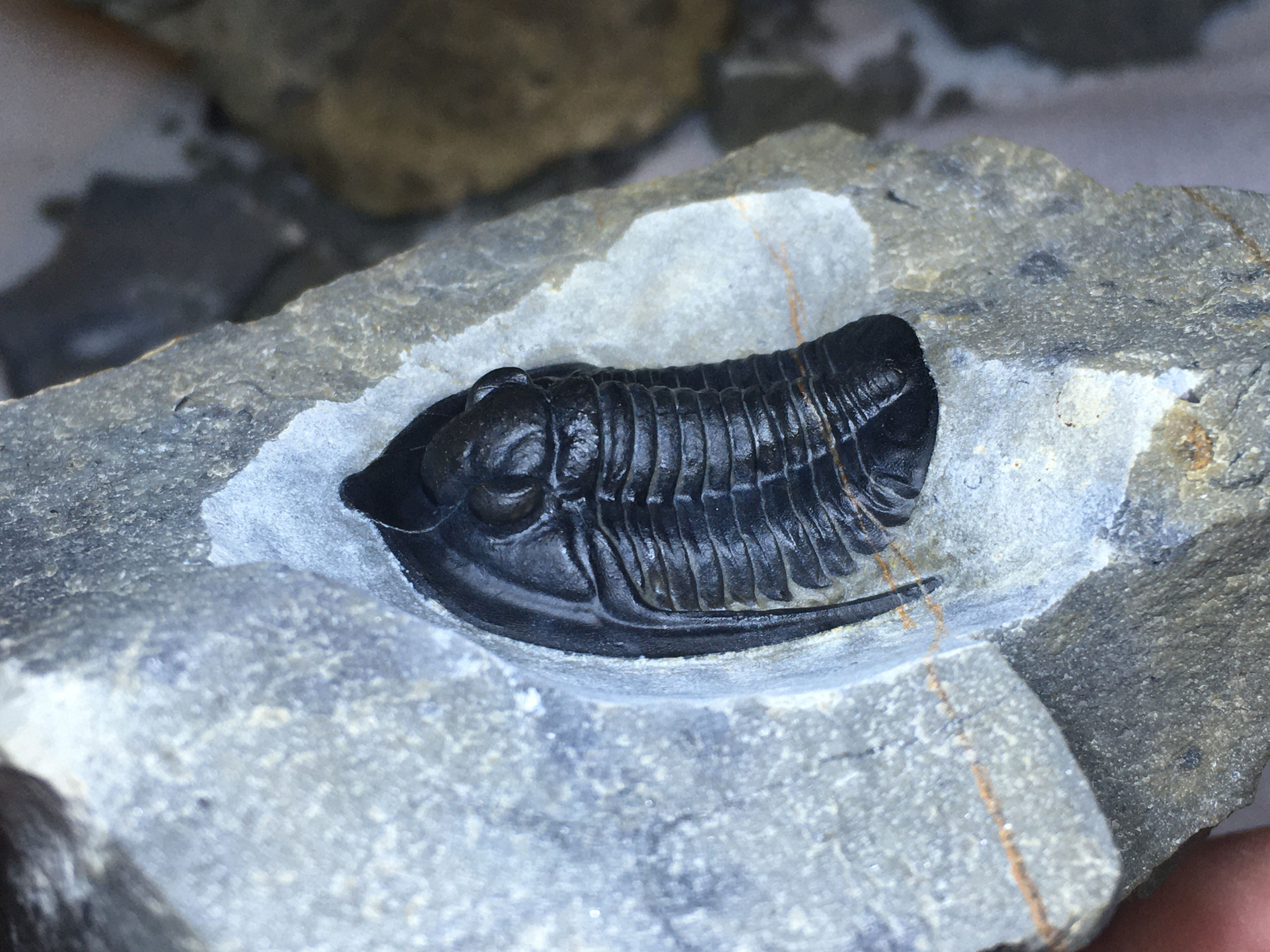 Diademaproetus praecursor Fossil trilobite from Morocco