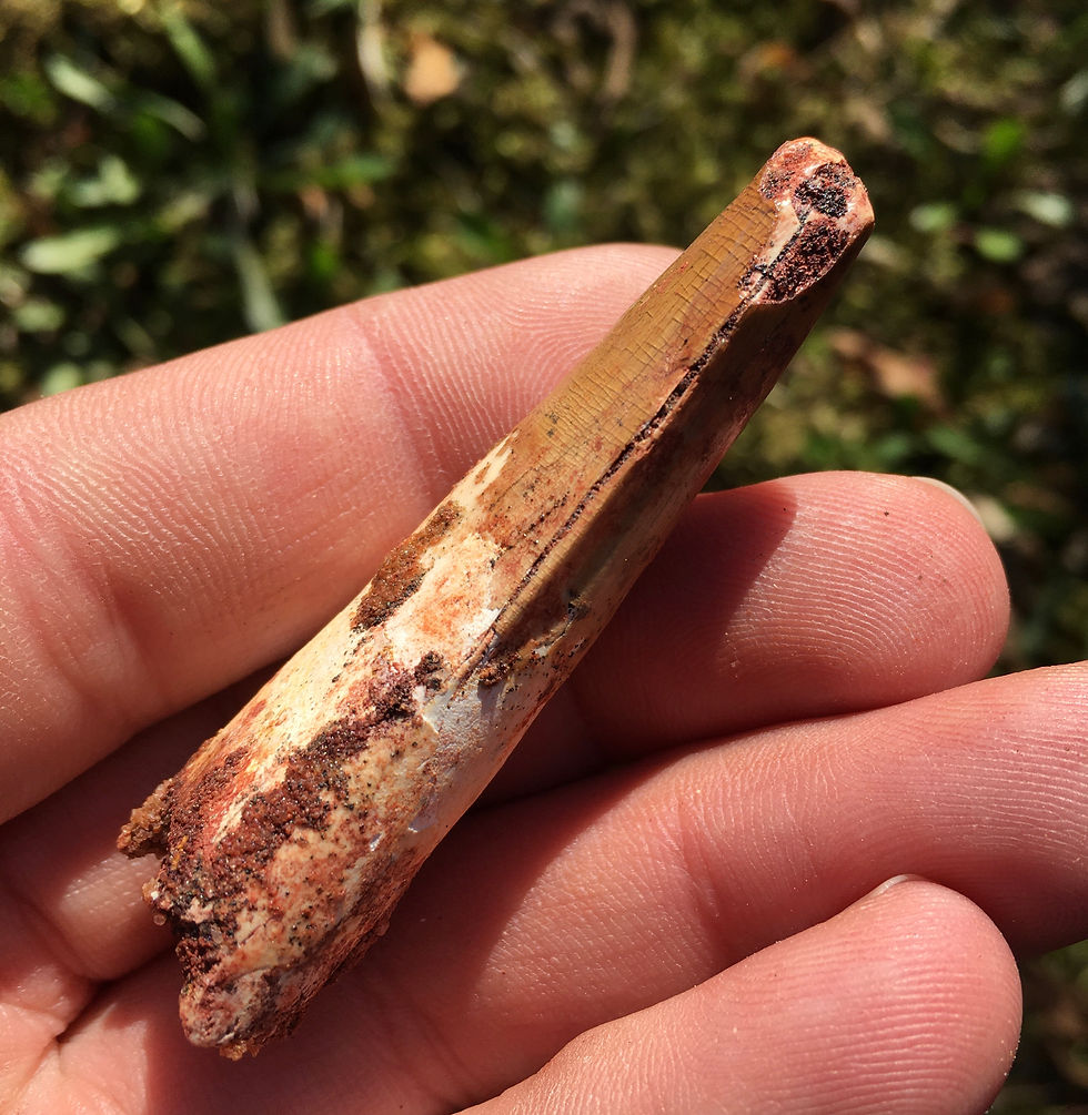 Thumbnail: Spinosaurus tooth - dinosaur tooth for sale trilobiti.com