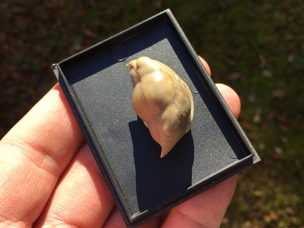 Miniatura: Enrolled trilobite Illaenus dalmani (Volborth, 1863)