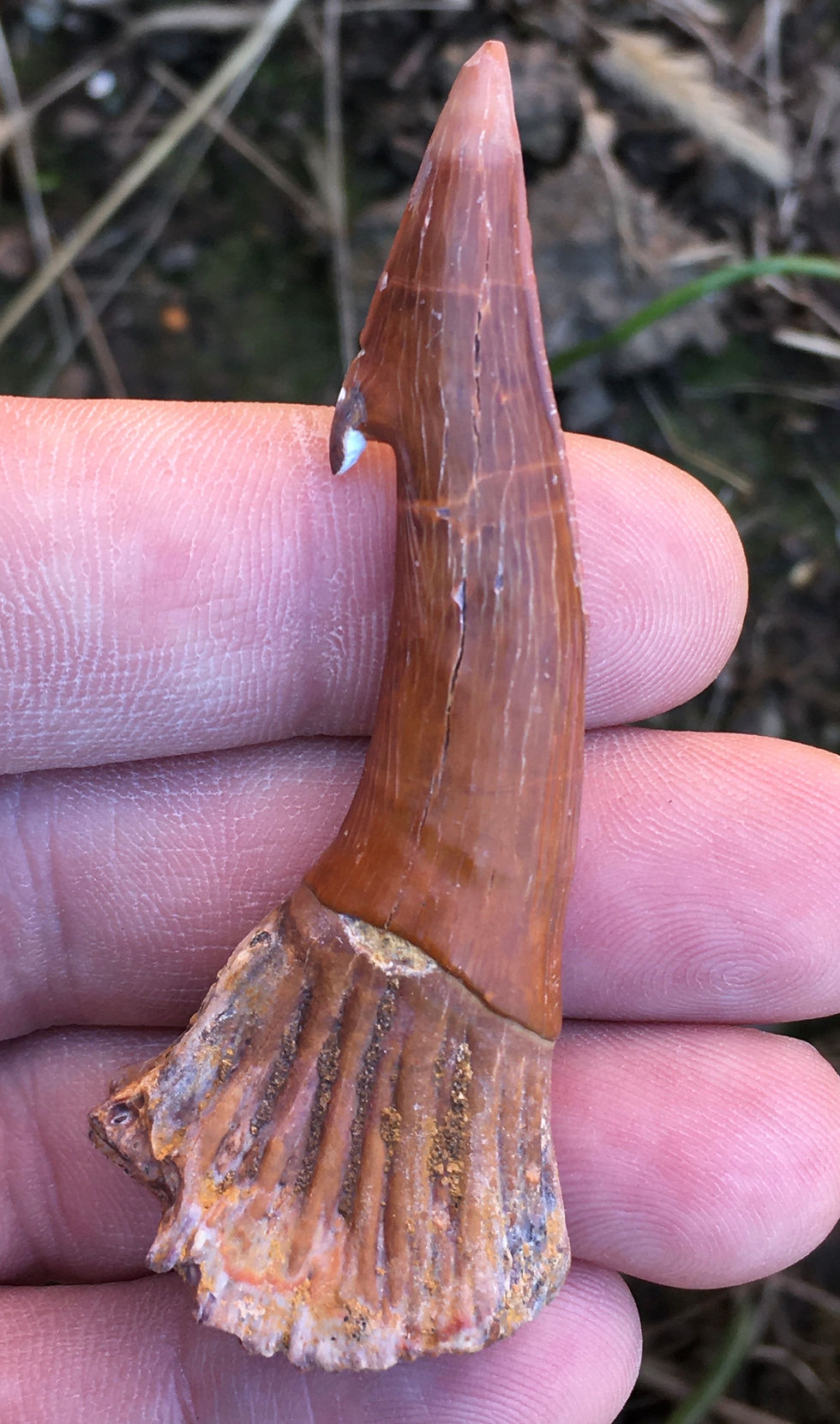 Miniatura: Fossil Sawfish (Onchopristis) Rostral Barb - Morocco on sale trilobiti.com
