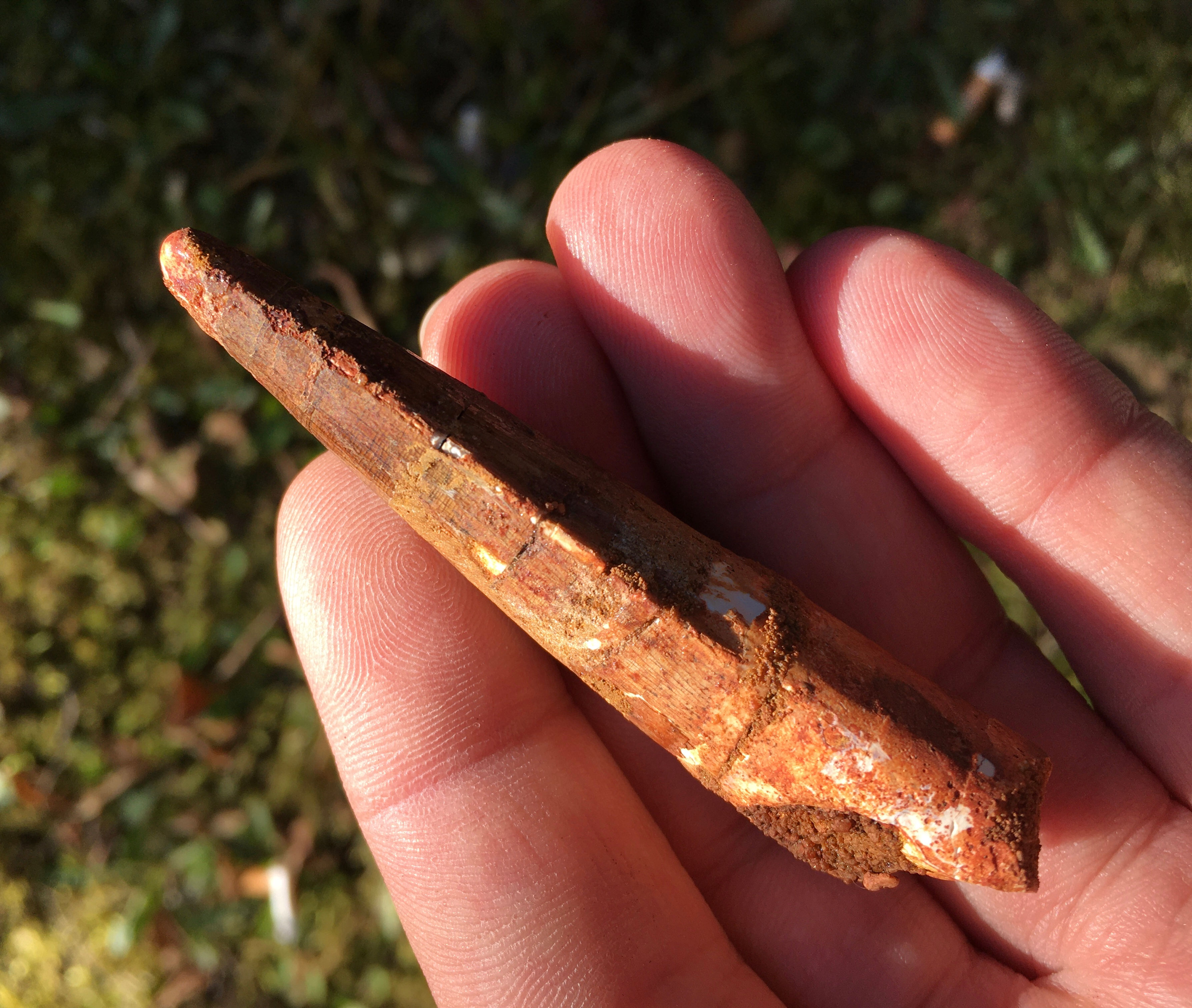 Spinosaurus tooth - dinosaur tooth for sale trilobiti.com