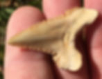 Palaeocarcharodon orientalis FOSSIL Shark tooth