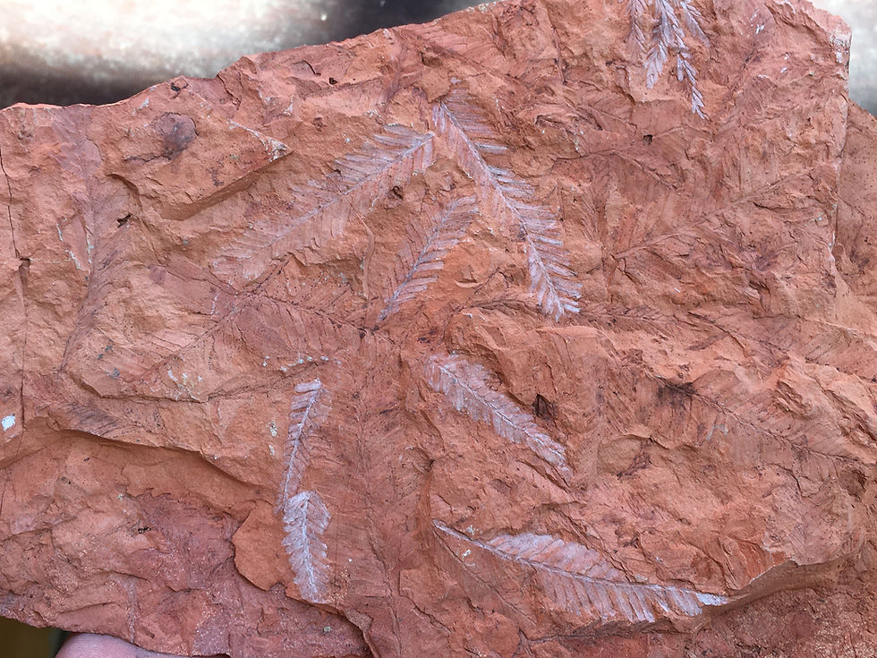 Miniatura: Fern Plate from North Dakota, USA