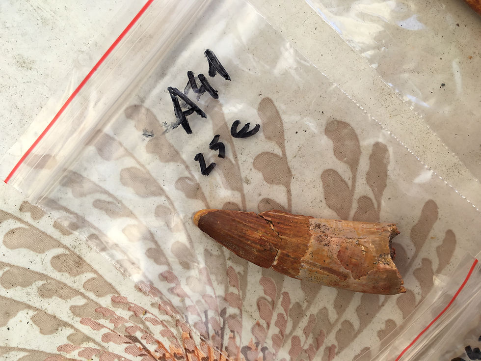 Miniatura: Spinosaurus tooth for sale