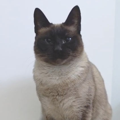 Gata siamês adulto com olhos azuis, sentada, a olhar para a câmara.