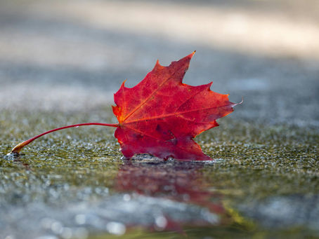 Autumn leaf — symbol of remembrance and healing through Reiki