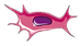 線維芽細胞.png