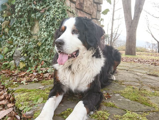 行き場のない動物達のために