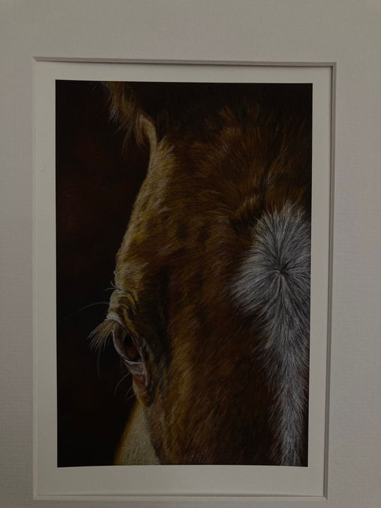 Sharron Harrington Original Artwork - oil based pencil drawing - close up of a foal