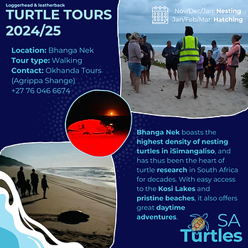 Turtle Tours 2024-25 (Nats) (2).png