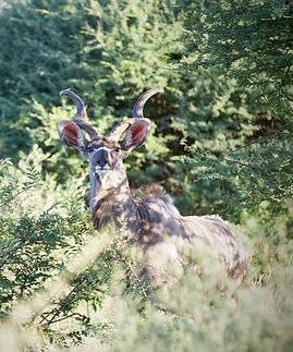 Kudu.jpg