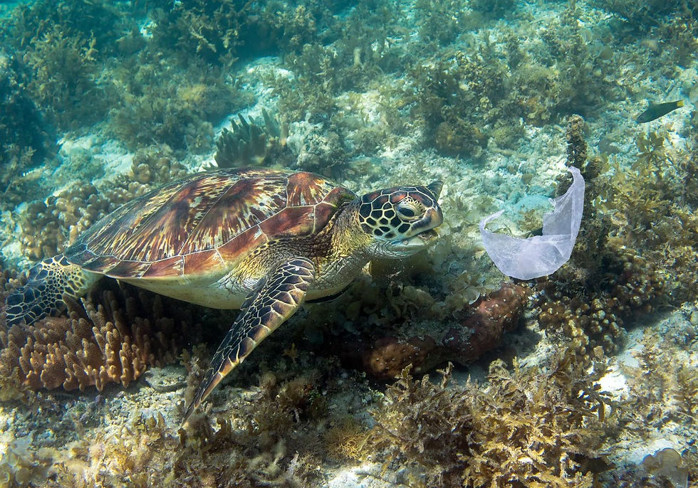 Plastic pollution (University of North Carolina)