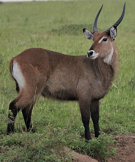 Waterbuck 2.jpg