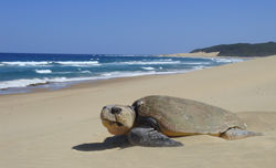 Loggerhead pop recovering