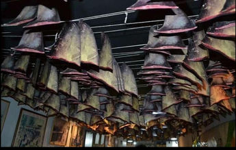 Já ouviu falar do termo “Shark finning?”