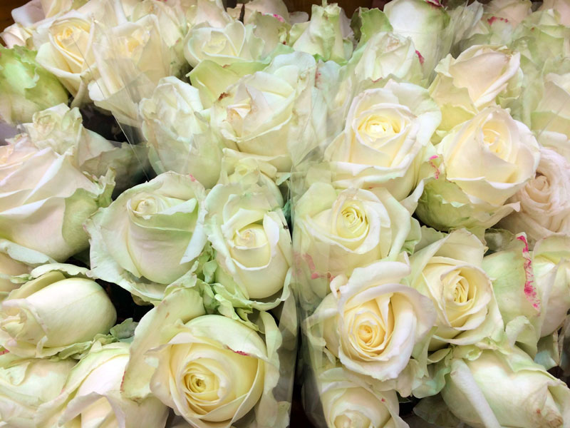 10 Roses Blanches Gros Boutons 499 Beflore Magasins De