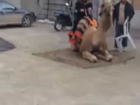 Andando de camelo... que experiência kkkkkkk