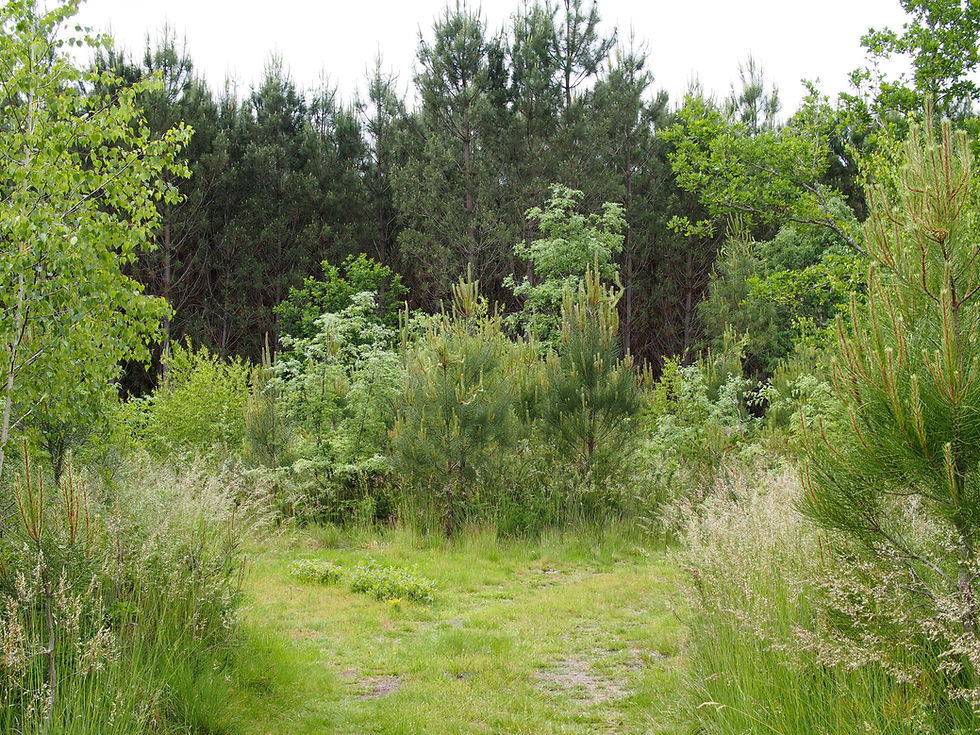 « Des feuillus pour protéger le massif des Landes de Gascogne » 