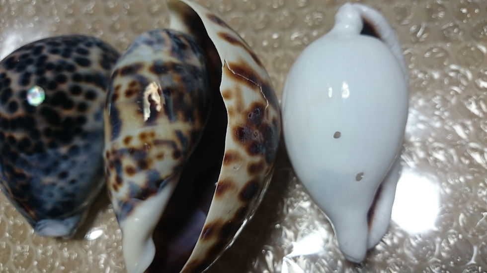 サムネイル： 【No.230】＜ハネ品＞・黒茶白（通常発送）