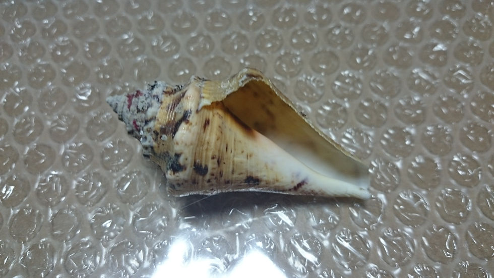 サムネイル： 【NO.250】ロウソク巻・「通常発送」